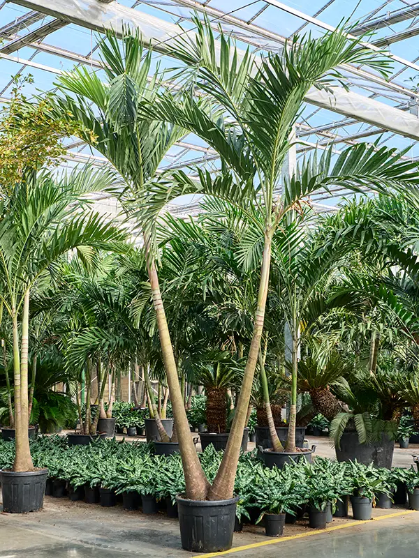 "Växtinredarna erbjuder stilfull och tidlös inredning med fokus på design."