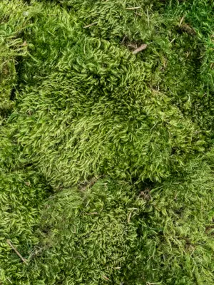 Hairmoss