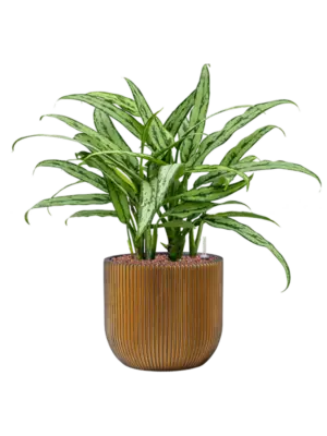 Aglaonema 'Cutlass' in Capi Nature Groove