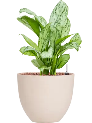 Aglaonema 'Christina' in Refined