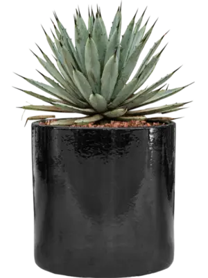 Agave macroacantha in Cylinder