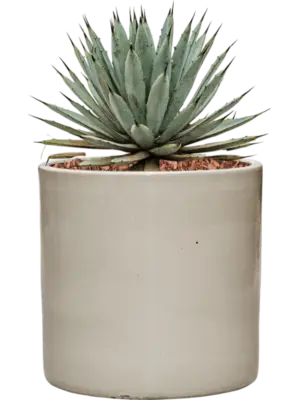 Agave macroacantha in Cylinder