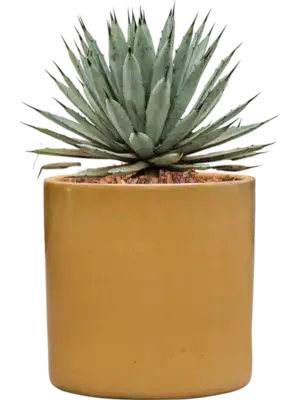 Agave macroacantha in Cylinder