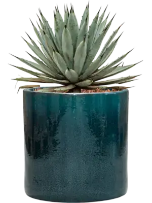 Agave macroacantha in Cylinder