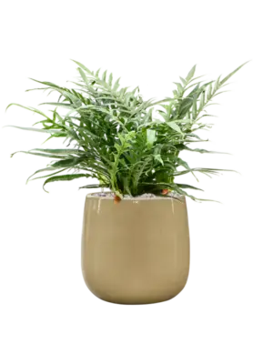 Aglaomorpha 'Jim' in Balloon