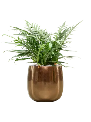 Aglaomorpha 'Jim' in Balloon