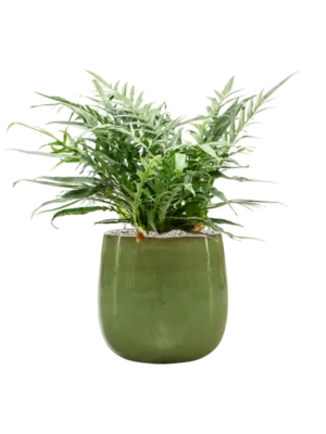 Aglaomorpha 'Jim' in Balloon