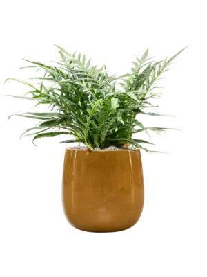 Aglaomorpha 'Jim' in Balloon