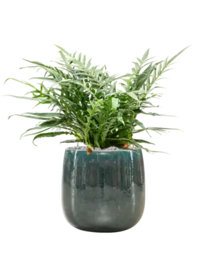 Aglaomorpha 'Jim' in Balloon