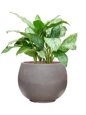 Aglaonema 'Chantal' in Rotunda Urban