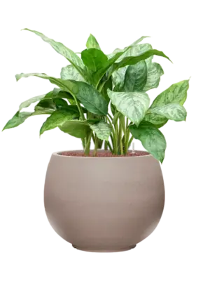 Aglaonema 'Chantal' in Rotunda Urban