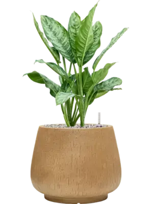 Aglaonema 'Chantal' in Baq Raindrop