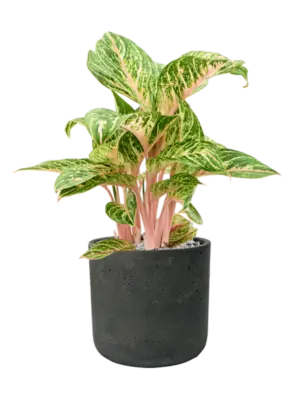 Aglaonema 'Coco Melon' in Rough