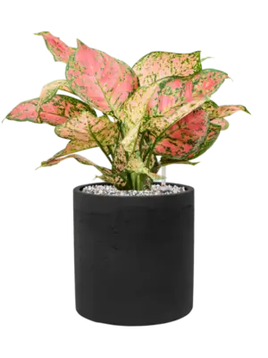 Aglaonema 'Crimson Love' in Rough