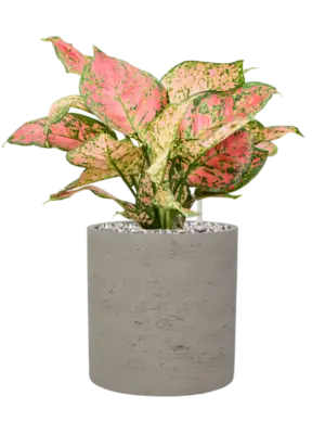 Aglaonema 'Crimson Love' in Rough