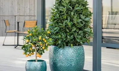 "Växtinredarna erbjuder stilfull och tidlös inredning med fokus på design."